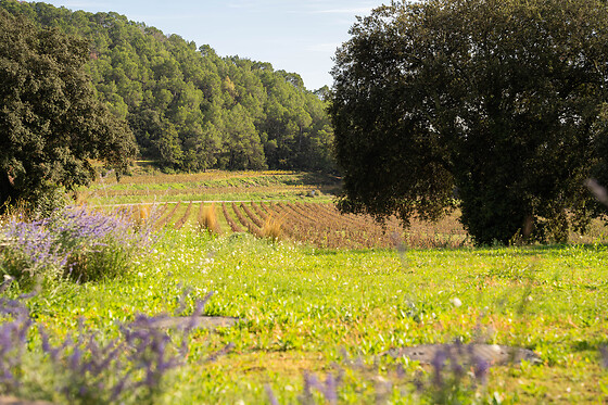 Château CLARETTES - photo 2